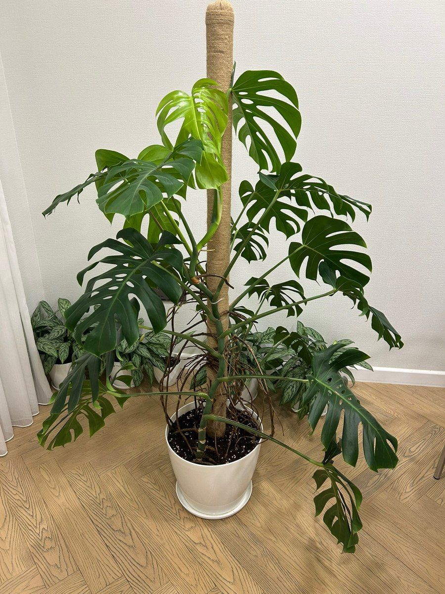 Monstera Deliciosa — Bitkilər, Bakı (4)