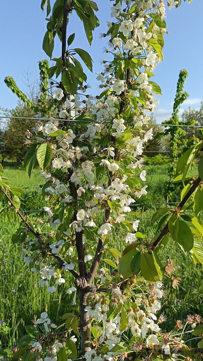 54 sot torpaq sahəsi, Quba r — Torpaq, Quba (3)
