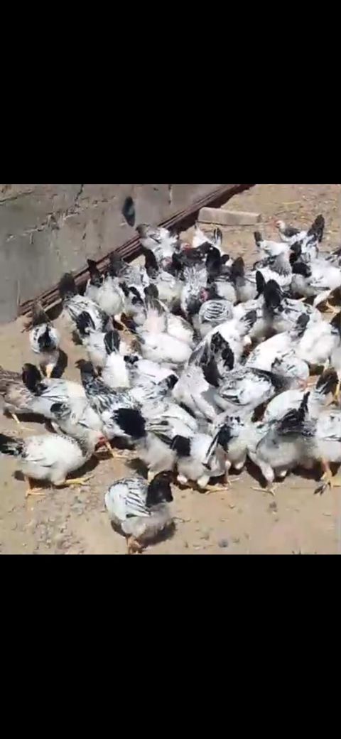 Toyuq, Yumurtalıq, Ünvandan götürmə — Digah