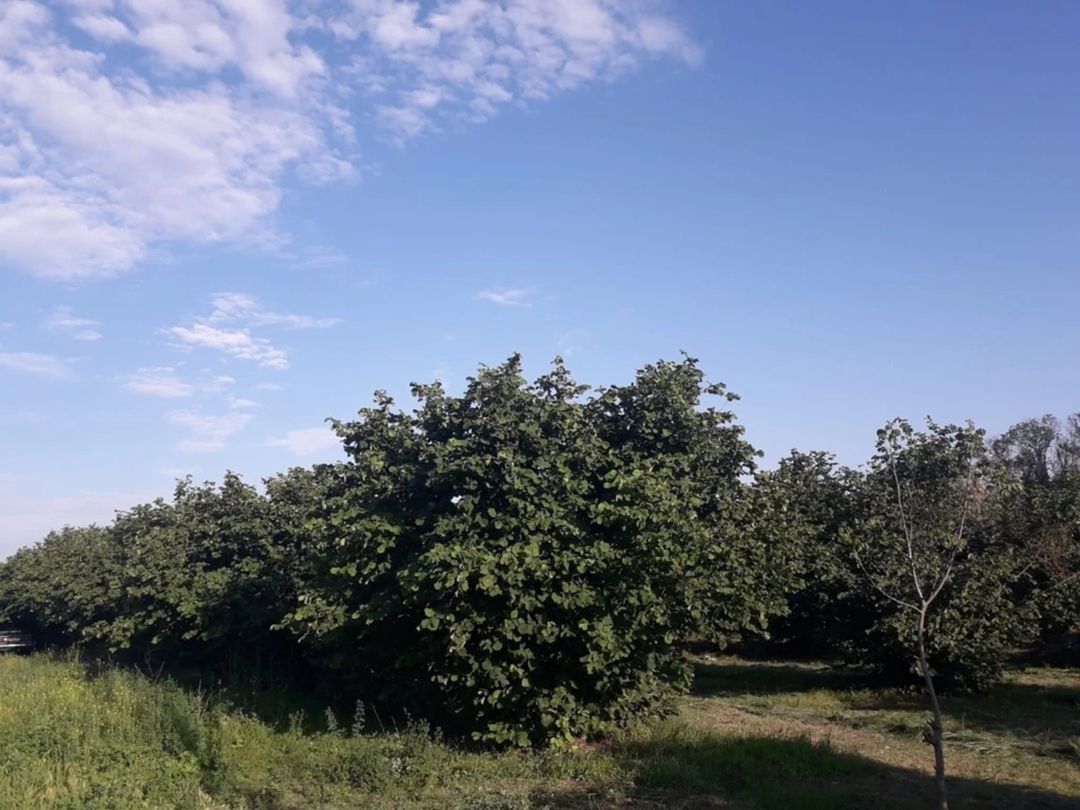 Satılır 3 otaqlı həyət evi/bağ evi 65 m² — Ev, villa, Qəbələ (9)