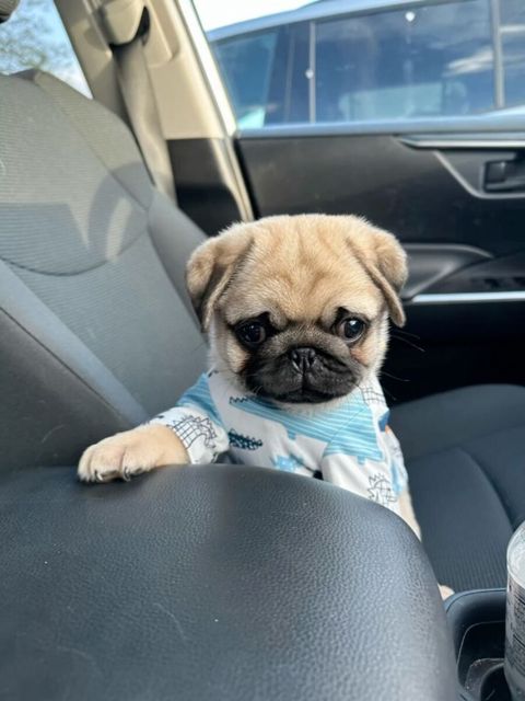 Pug balaları — Zoo Shop Baku