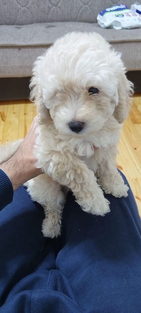 Maltipoo balaları – mini ölçülü, hipoallergen, tüksüz tökülməyə meylli — 450 ₼ · Bakı, Nərimanov · Digər Maltipoo balaları – mini ölçülü, hipoallergen, tüksüz tökülməyə meylli — Bakı