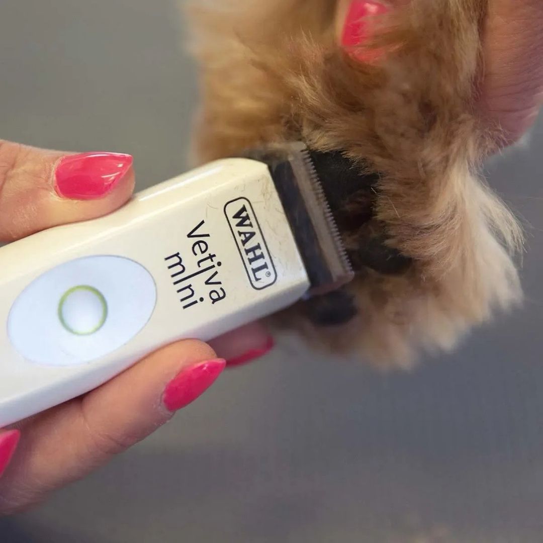 "Wahl Vetiva mini, Wahl Super Trim" təraş aparatları — Heyvan malları, Bakı (4)