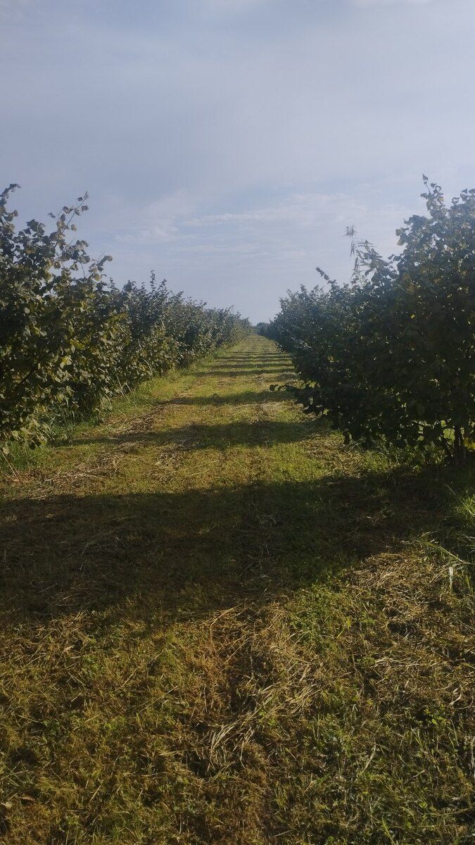 5 sot torpaq sahəsi, Xaçmaz r — Torpaq, Xaçmaz (9)