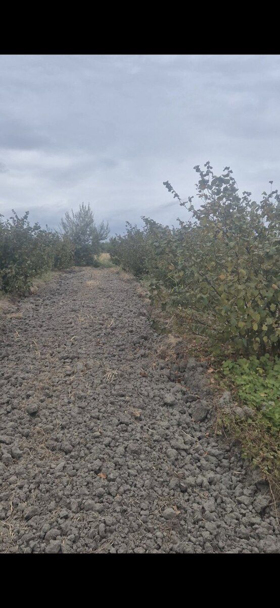 30 sot torpaq sahəsi, Xaçmaz r — Torpaq, Xaçmaz (6)