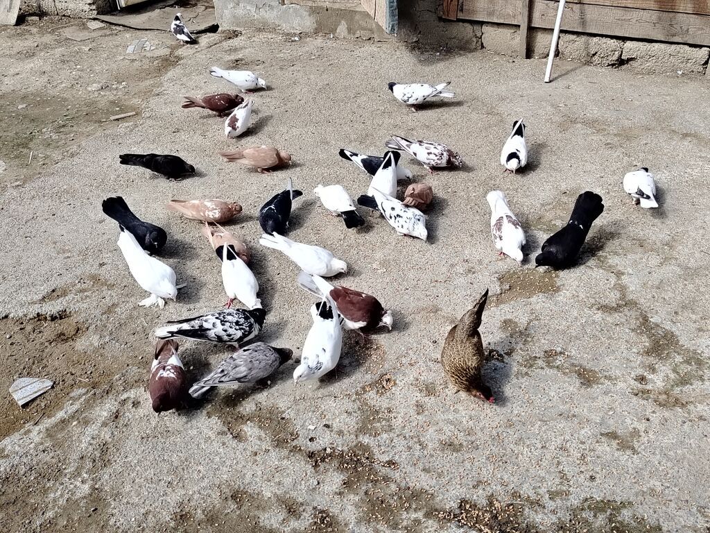 Salam quşlar hoptom satilir usd usde 5manatdan asaqi yeri yoxdur uz — Göyərçin, Digah (3)