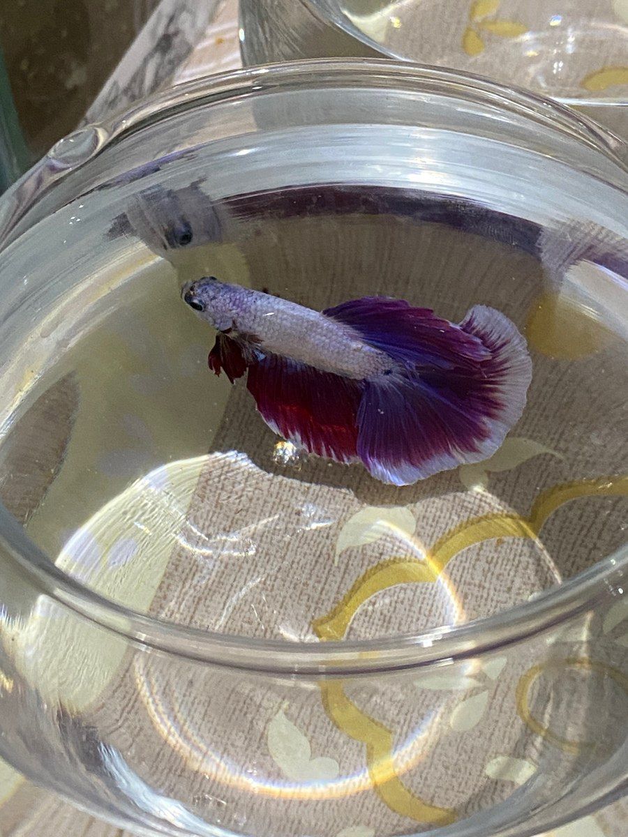 Betta balığı — Akvariumlar və balıqlar, Xırdalan (4)