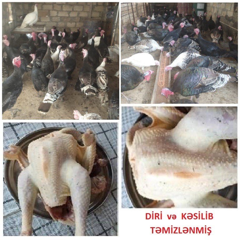 Yumurtlayan kənd toyuqları — Quşlar, Şirvan (4)