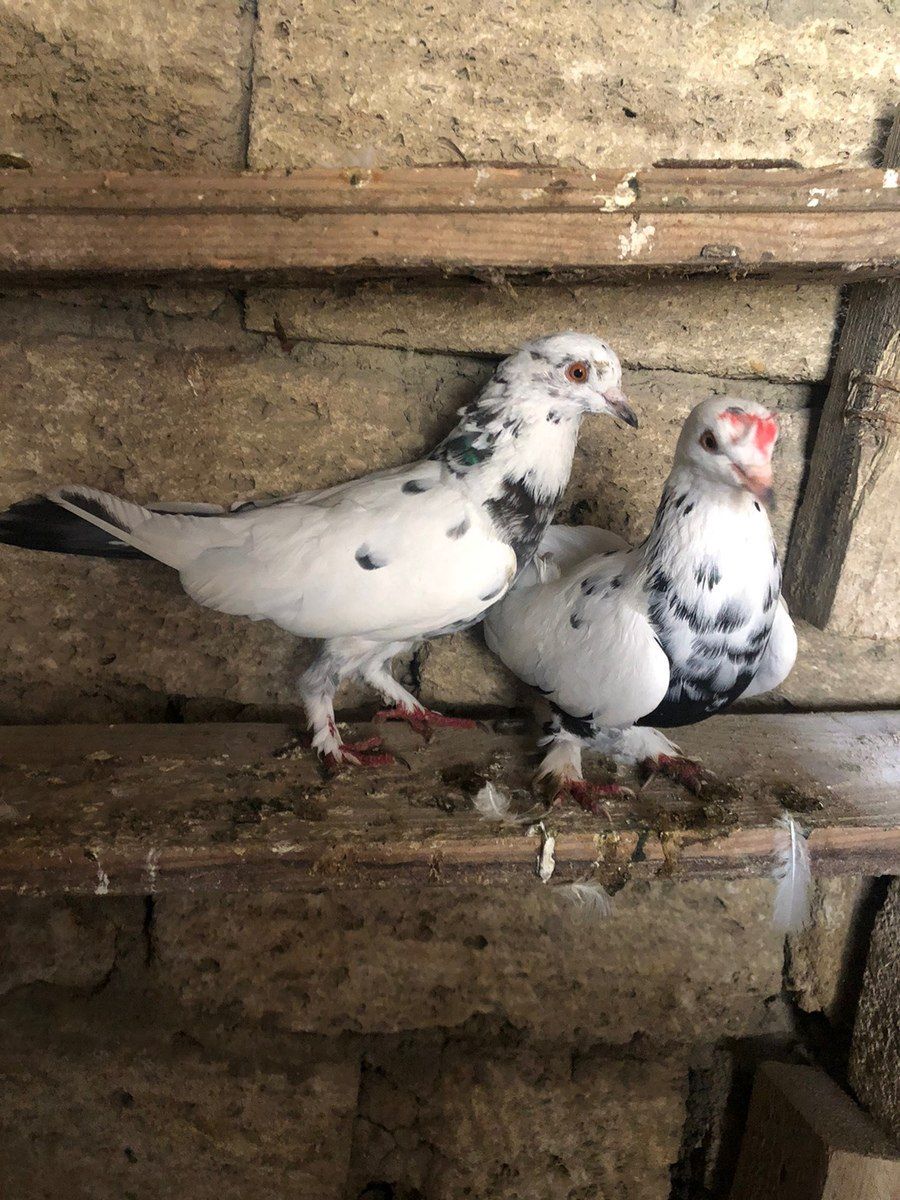 Mayalı göyərçinlər — Quşlar, Bakı (2)