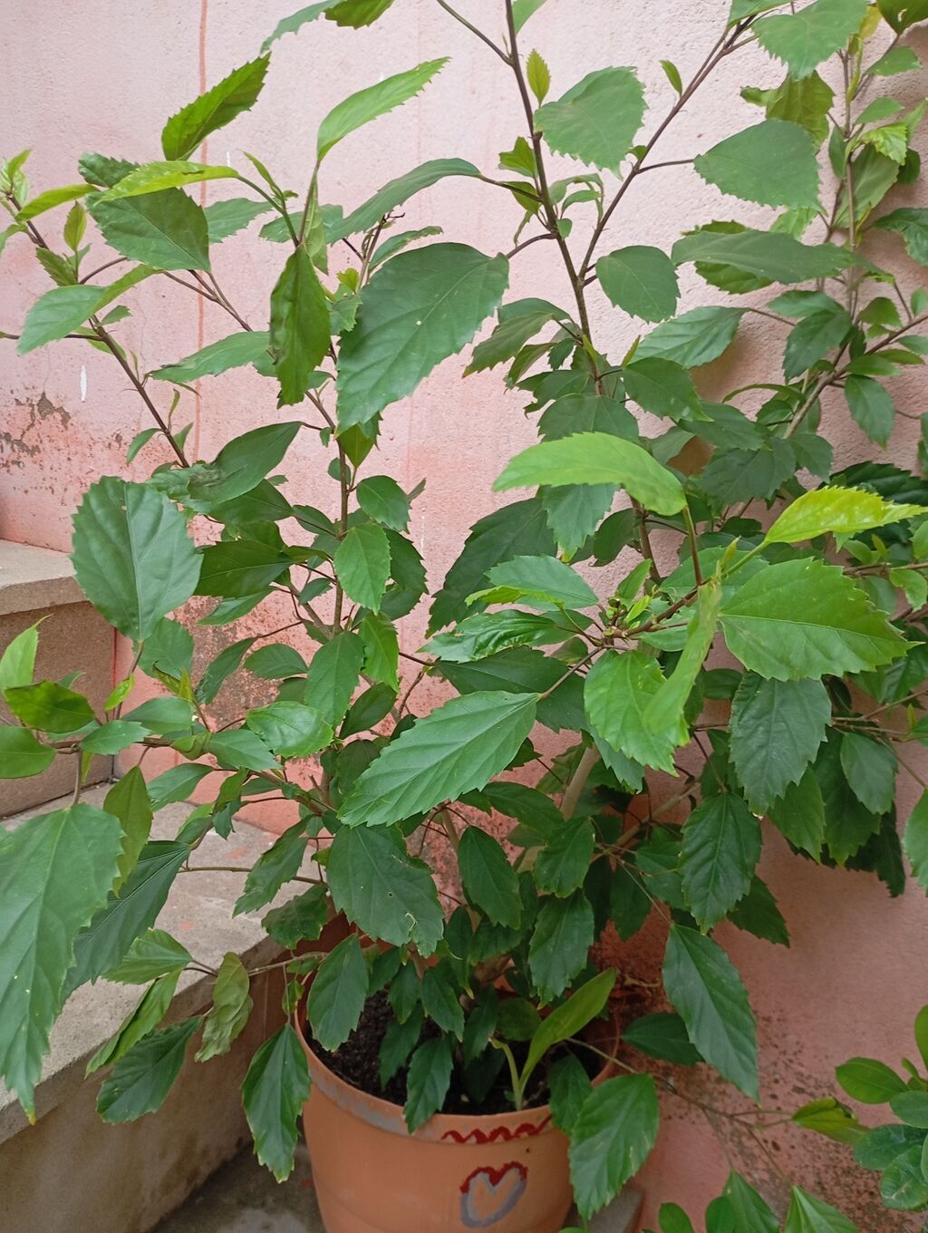 Kitayiski Roza Qapalı və ya açıq məkan üçün dekorativ hibiskus (Çin — Qapı bitkələri, Digah (3)