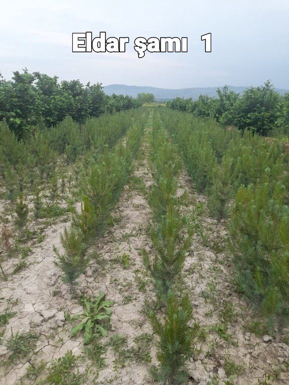 Eldar şamı, Giparis və Sərv ağacları — Bitkilər, Bakı (2)