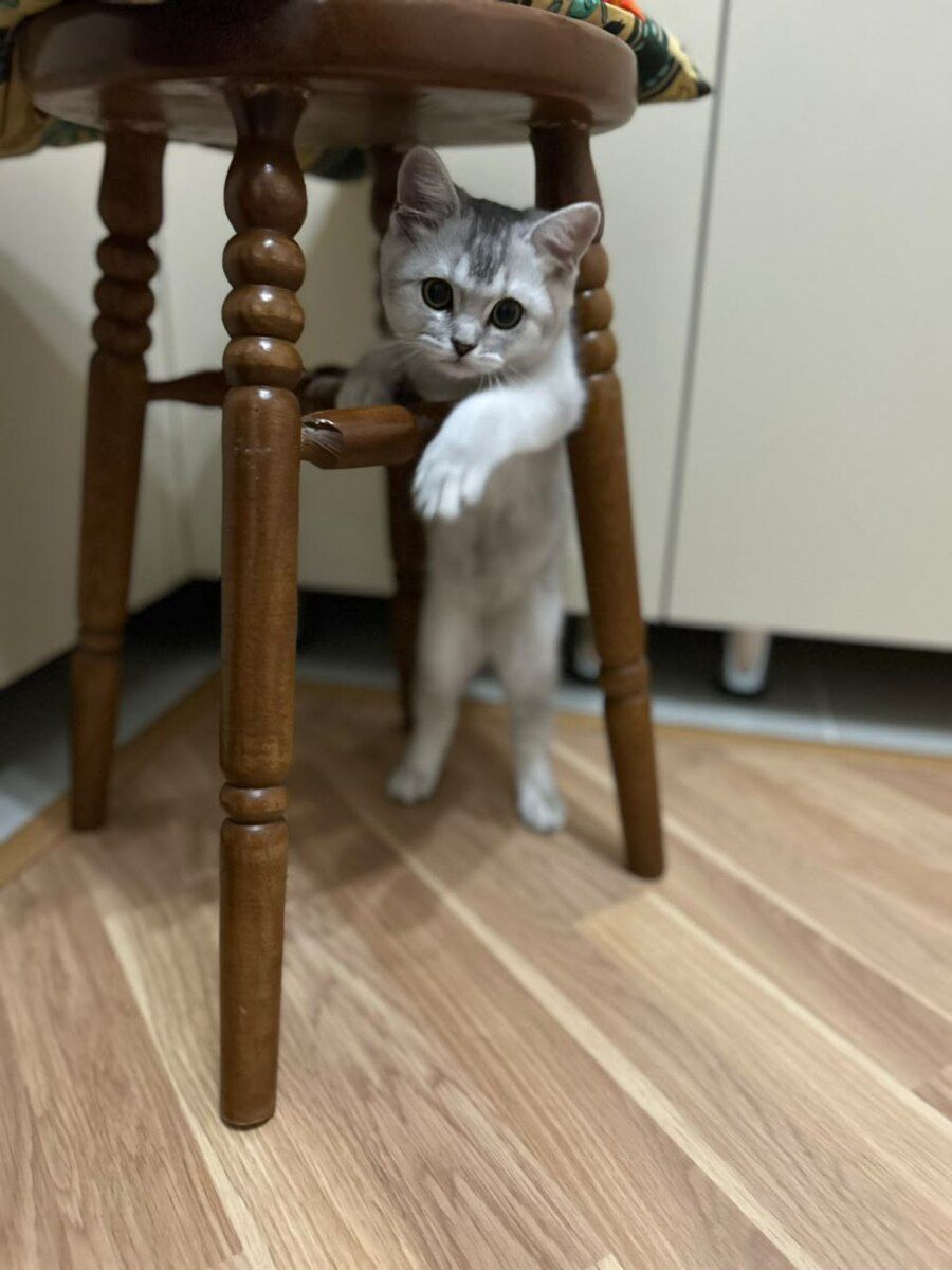 British Shorthair — Pişiklər, Bakı (3)