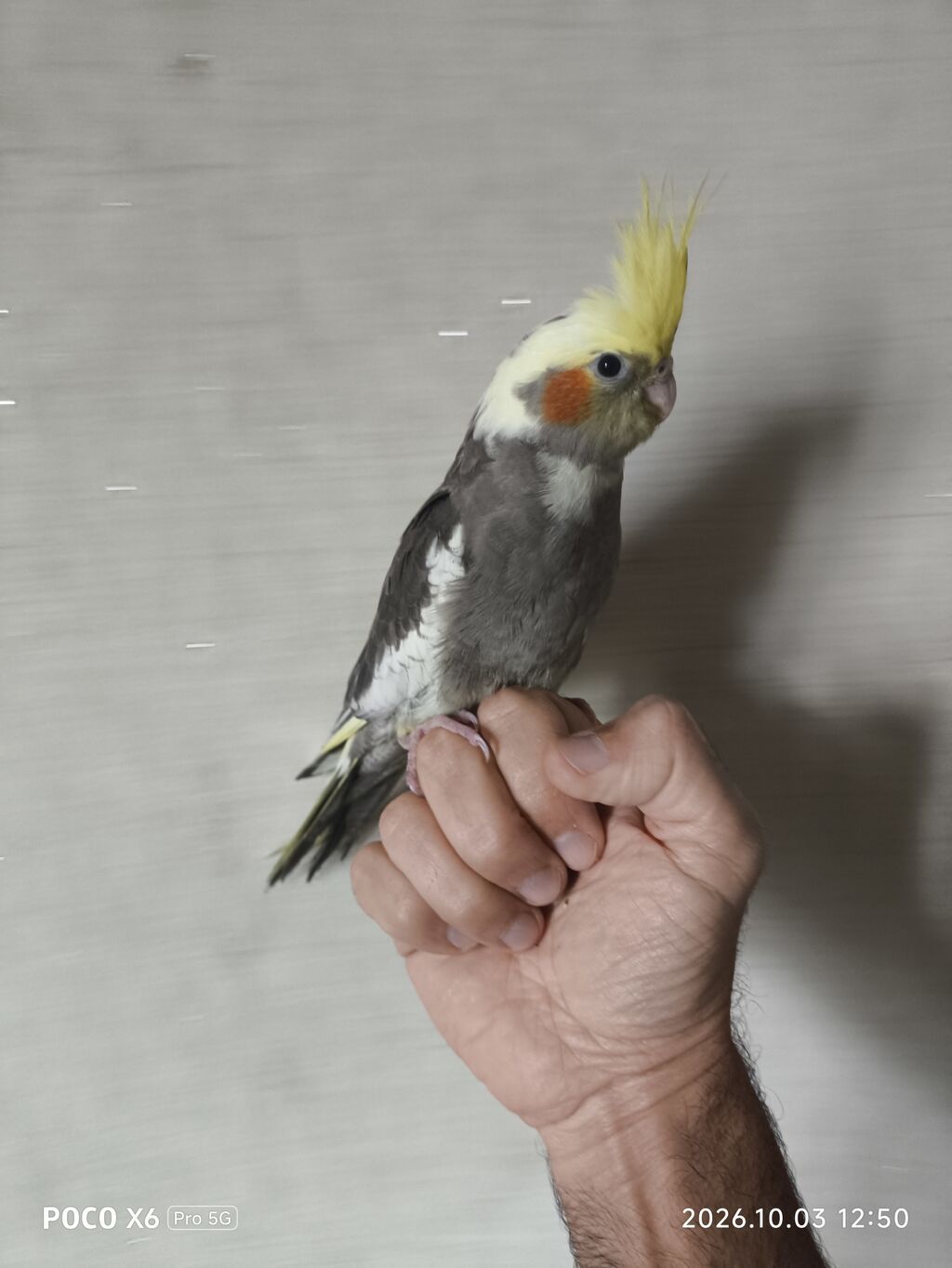 Korella balaları satılır. 1 ayları təzə tamam olub. yumşaq yemi özləri — Tutyun papağayı, Sumqayıt (7)
