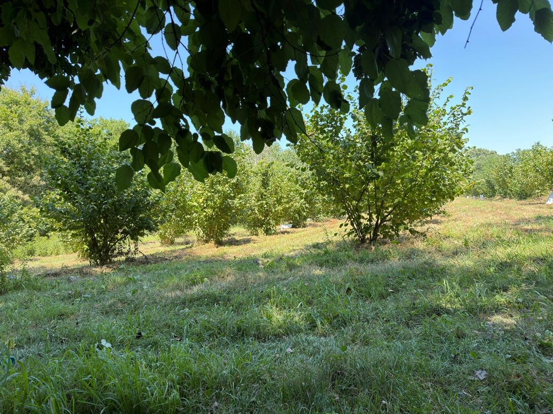 156 sot torpaq sahəsi, Xaçmaz r — Torpaq, Xaçmaz (6)
