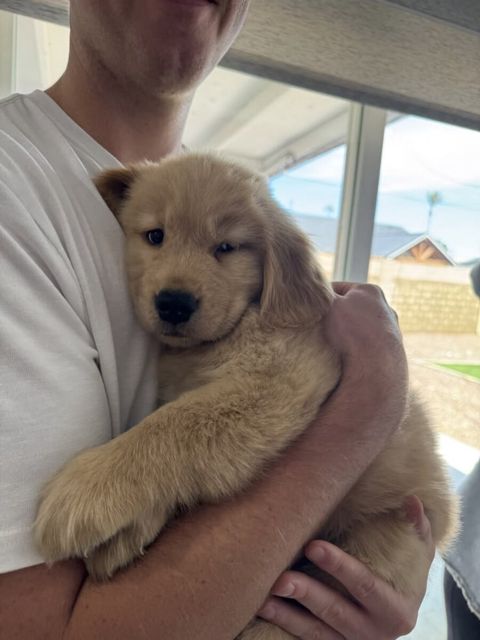 Golden Retriver — Zoo Shop Baku
