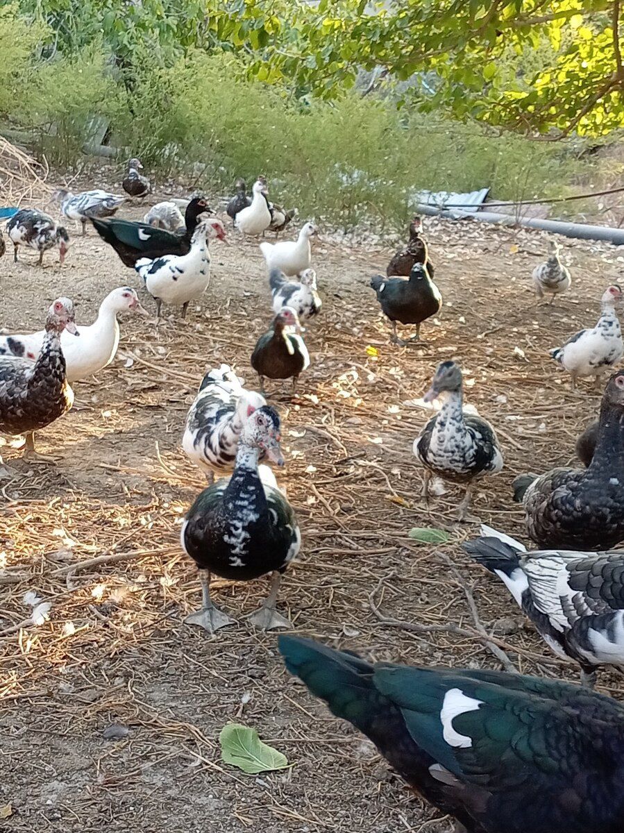 Ördəklər — Quşlar, Sumqayıt (4)