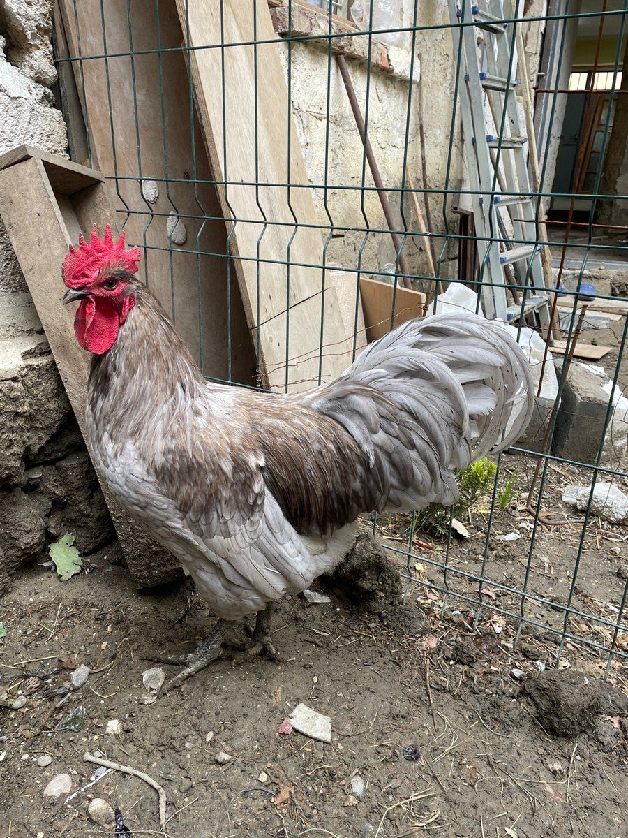 Avstralorp xoruzu — Quşlar, Bakı (4)