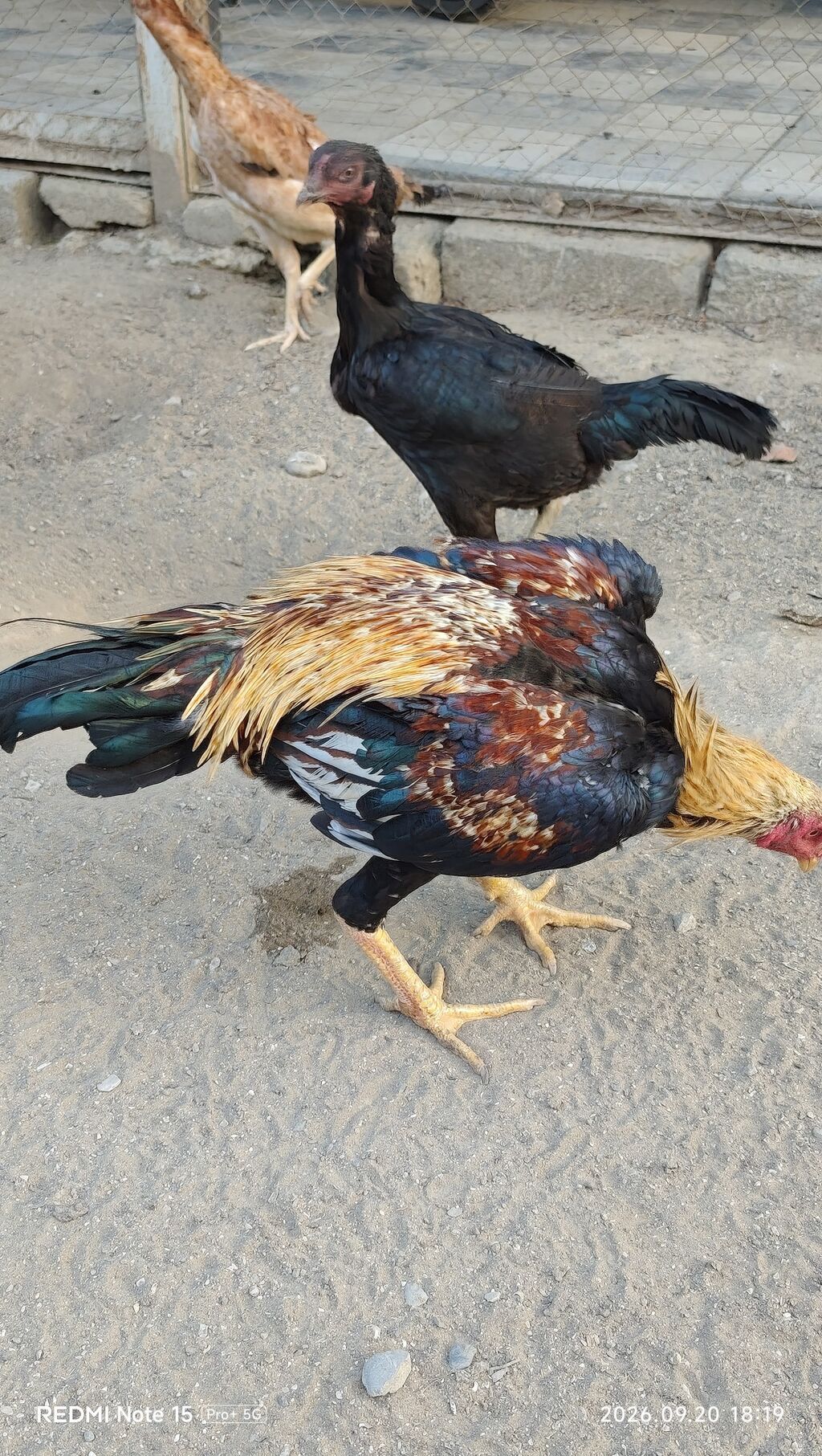 Idial qan bece ve fereler.2 dene 11 ayliq becedi.5 dene 11 ayliq — Toyuq və xoruz, Saray (7)