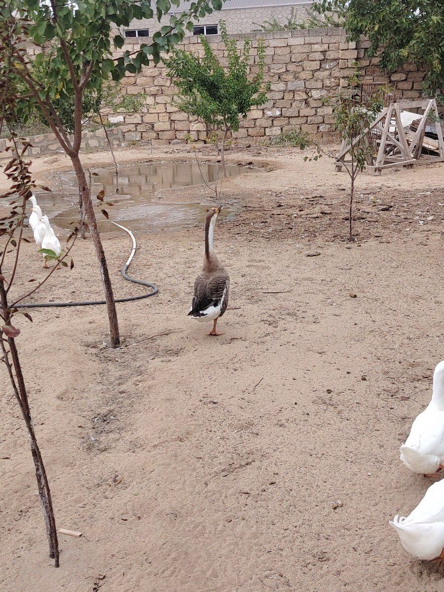 Qazlar — Quşlar, Bakı (2)