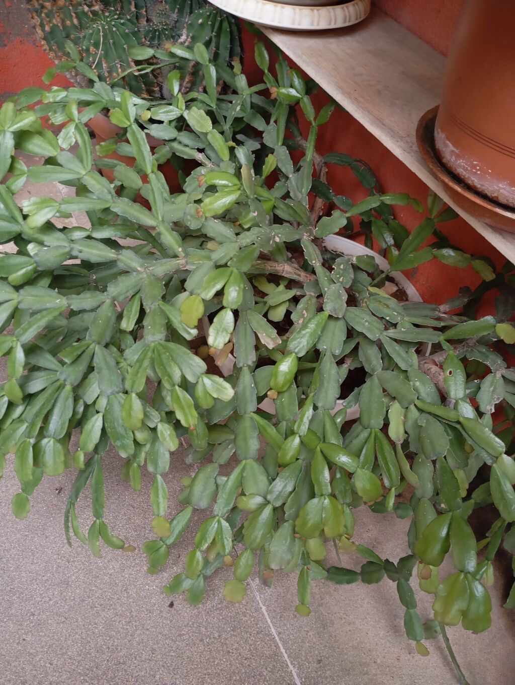 Məhsul: Schlumbergera (Dekabr kaktusu, Ziqokaktus) – asılan — Qapı bitkələri, Digah