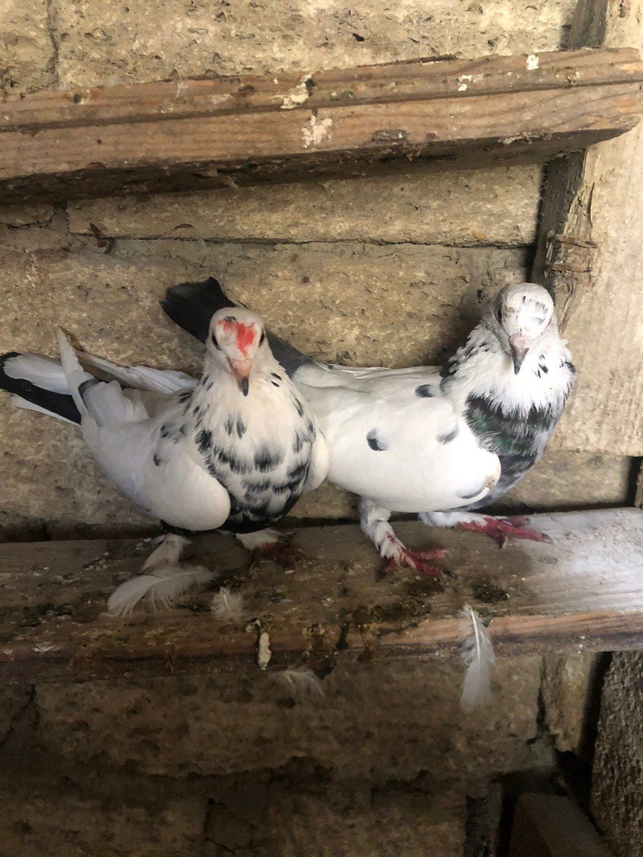 Mayalı göyərçinlər — Quşlar, Bakı (3)