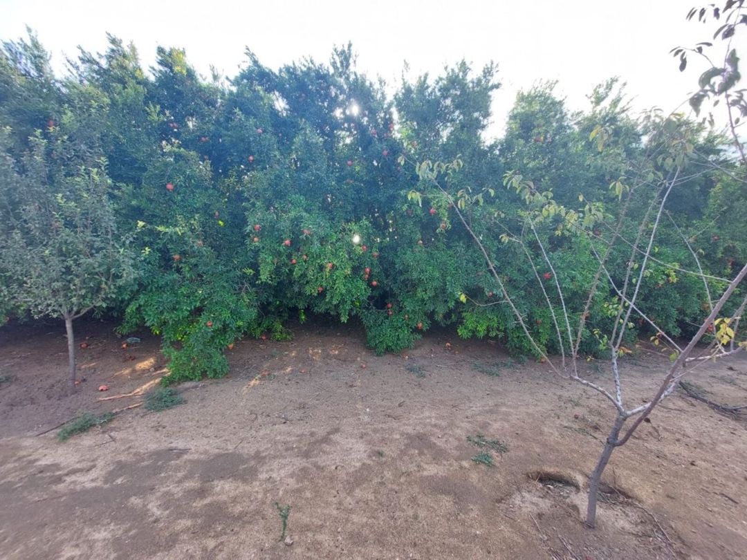 Satılır torpaq 8.6 sot — Torpaq, Bakı (10)