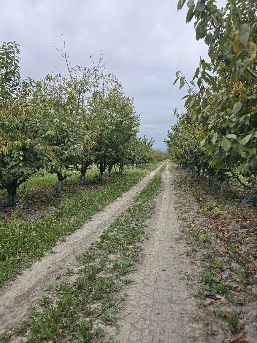 1153 sot torpaq sahəsi, Oğuz r — Torpaq, Qəbələ (8)