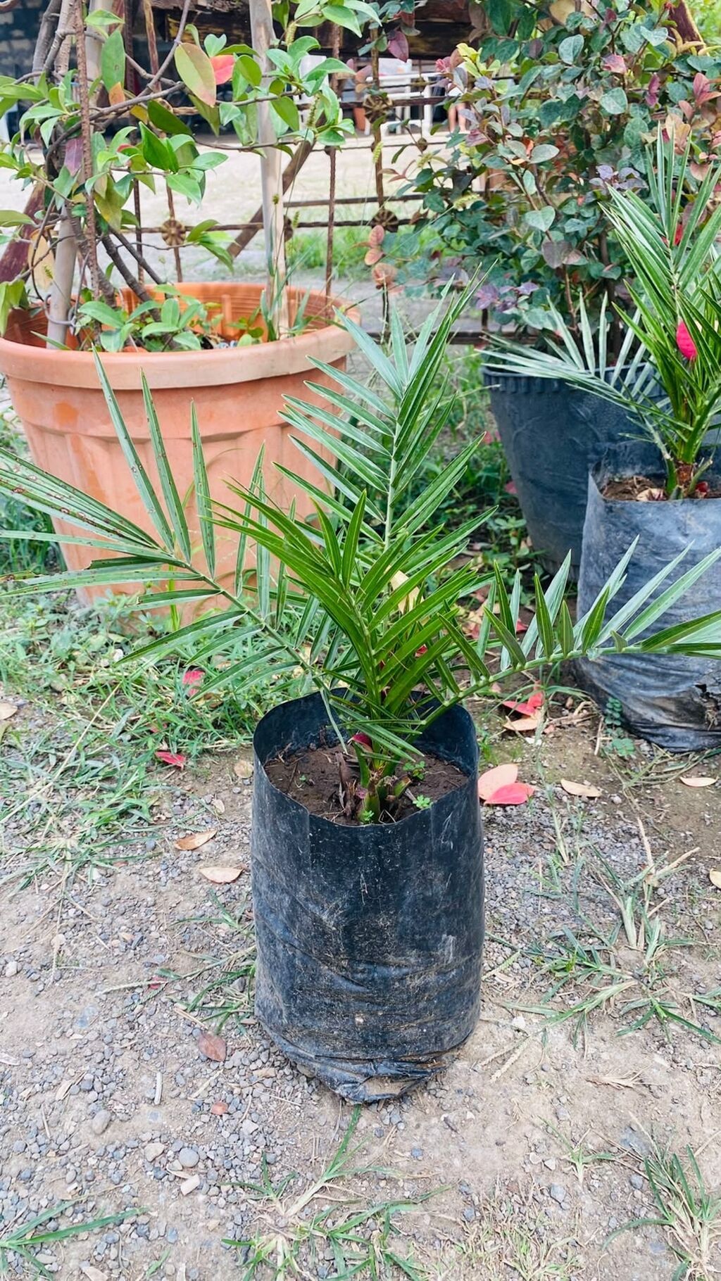 Finik palması (Phoenix dactylifera) – ting - Növdə: dekorativ və — Ağaclar və fidan, Astara (2)
