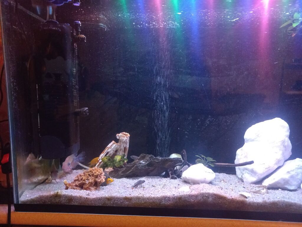 Akvarium-şkaf, Balıqlarla birlikdə, 230 l — Akvariumlar və balıqlar, Bakı (3)