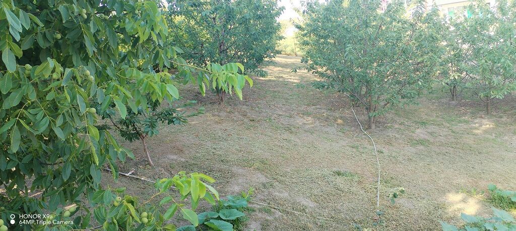 10 sot — Torpaq, Quba (4)