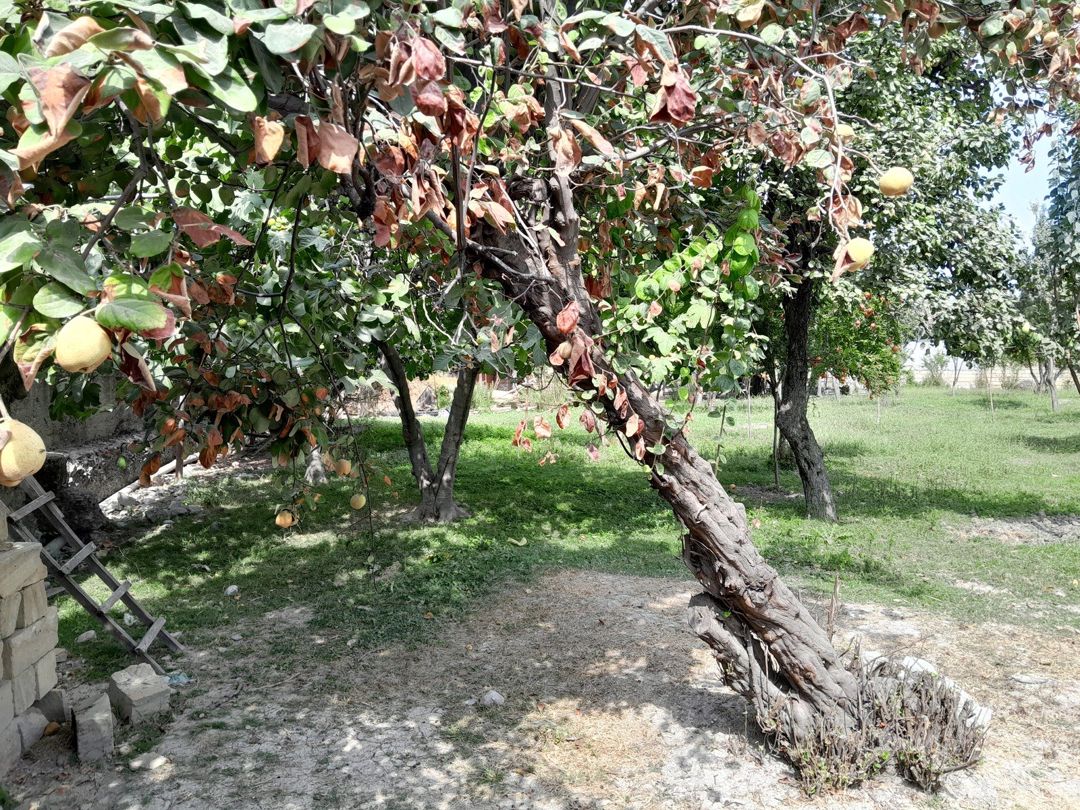 13 sot torpaq sahəsi, Göyçay r — Torpaq, Göyçay (3)