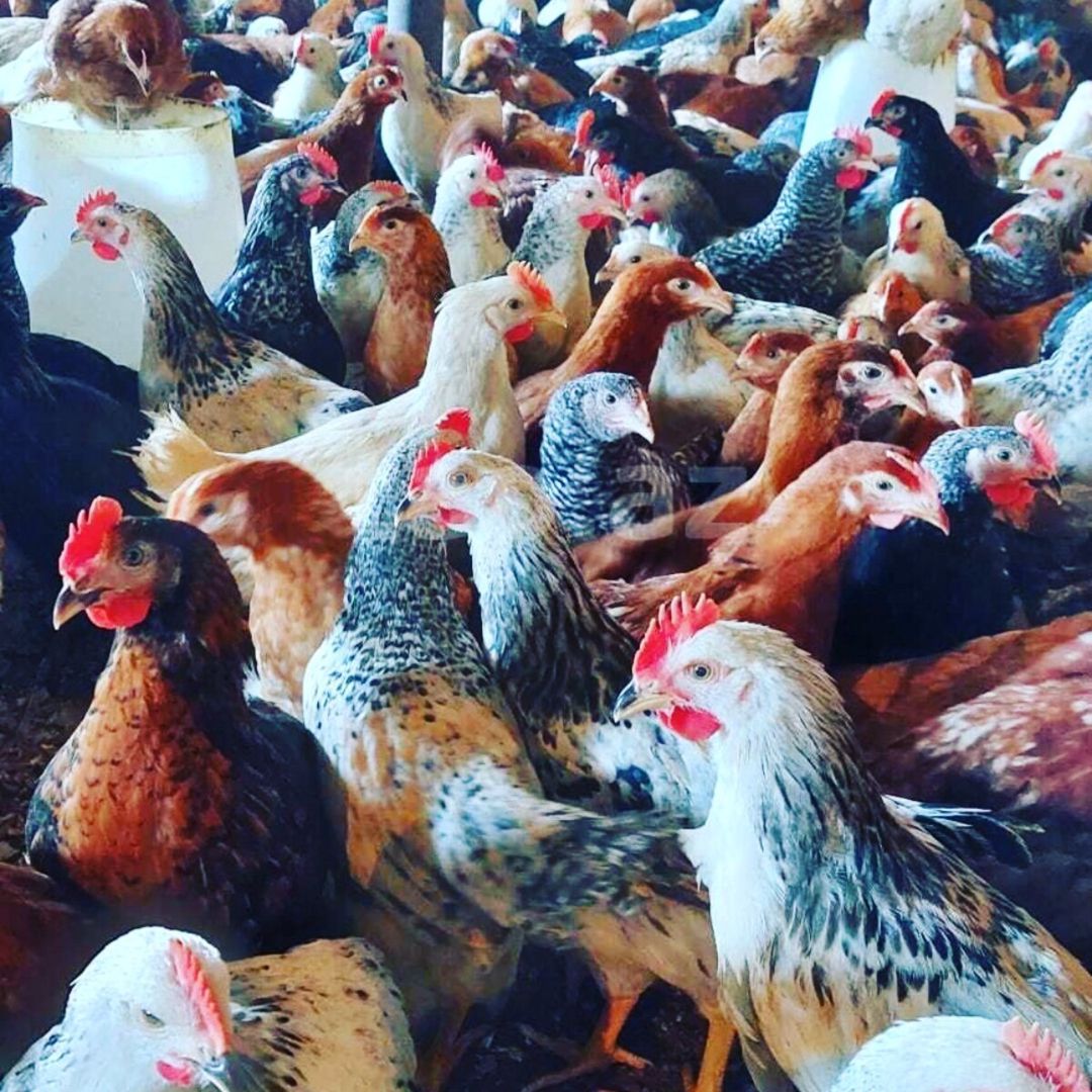 Çolpalar — Quşlar, Bakı (5)