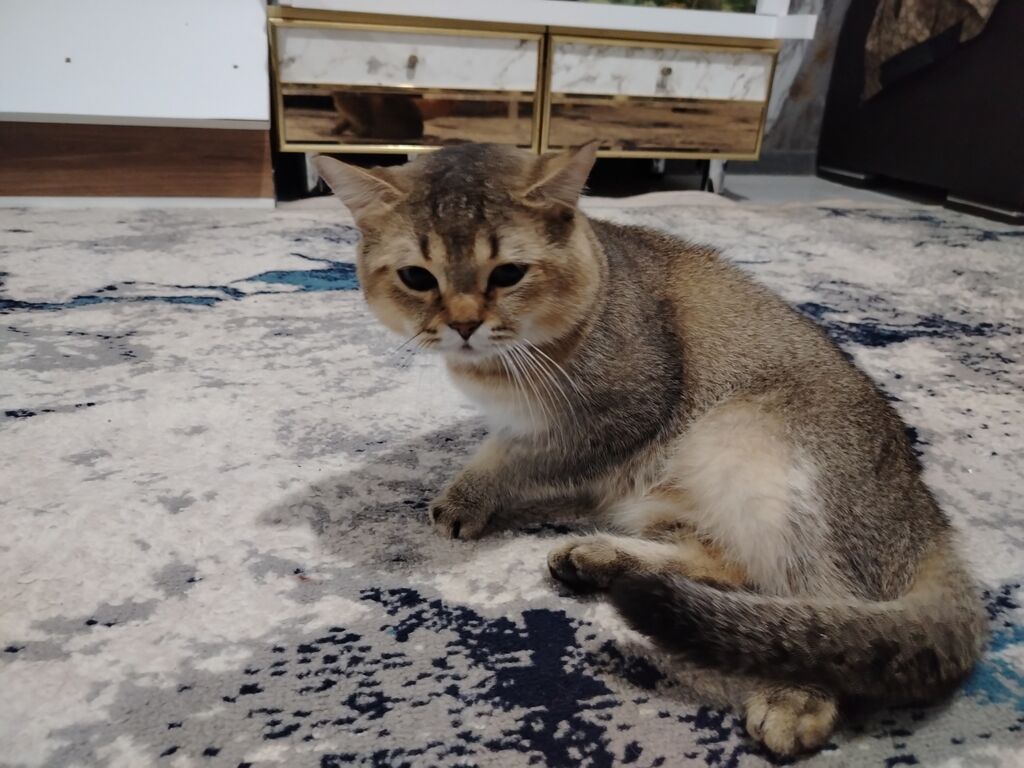 Britan, Erkək, Ödənişli çatdırılma — Pişiklər, Digah (7)
