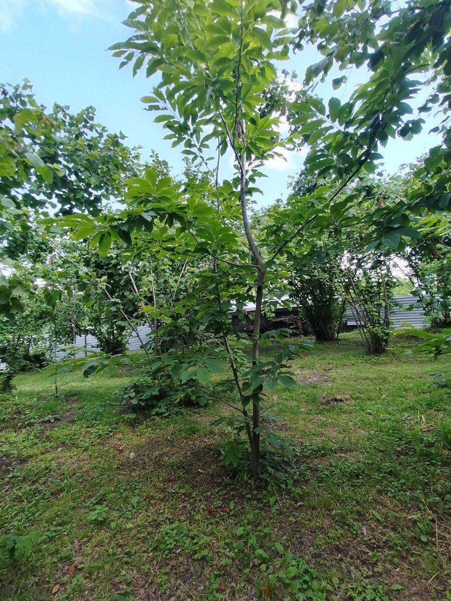 Həyət evi, Oğuz r — Ev, villa, Oğuz (12)