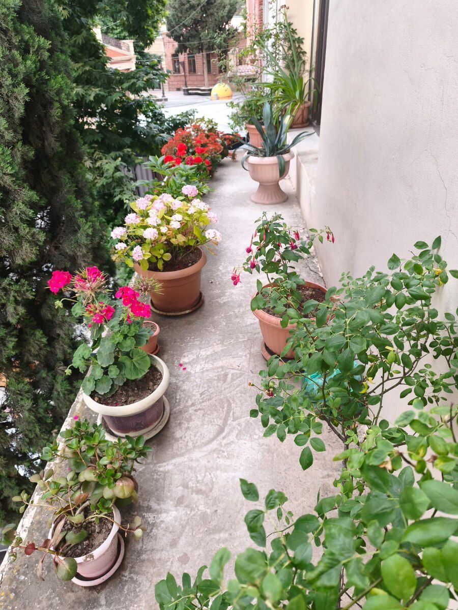 Həyət evi kirayə verilir, Gəncə ş — Ev, villa, Gəncə (6)