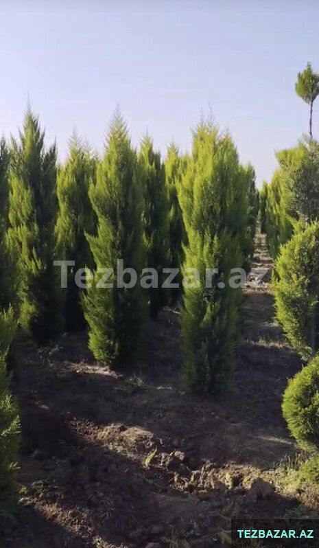 Butun nov agaclarin və dekorativ ağacların satışı — Bitkilər, Tərtər (7)