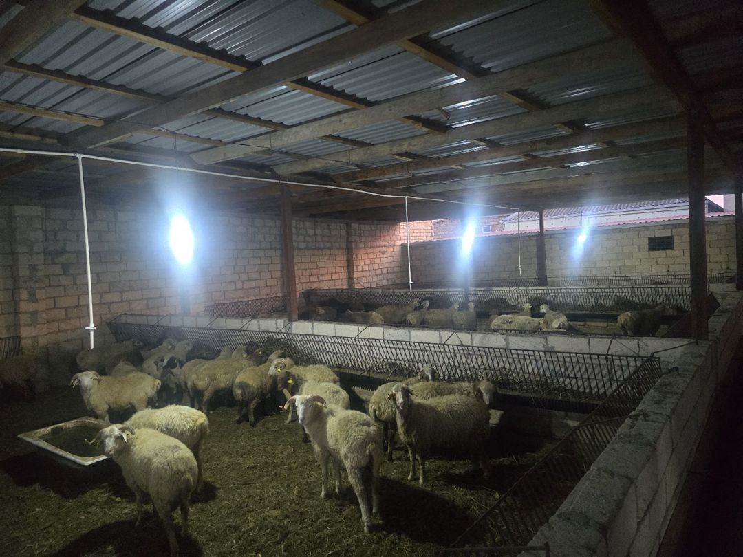 Həyət evi, Ceyranbatan qəs — Ev, villa, Sumqayıt (8)