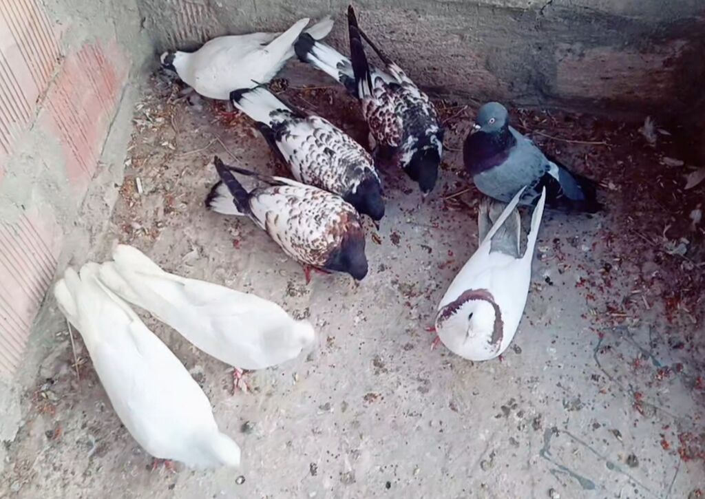 Maşallah Qusdar hamısı satılır içinde 6 dene bala var bir göy tutulma — Göyərçin, Saatlı