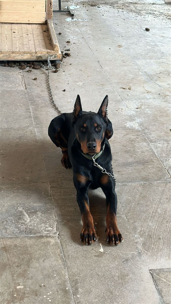 Doberman — Köpəklər, Bakı (2)
