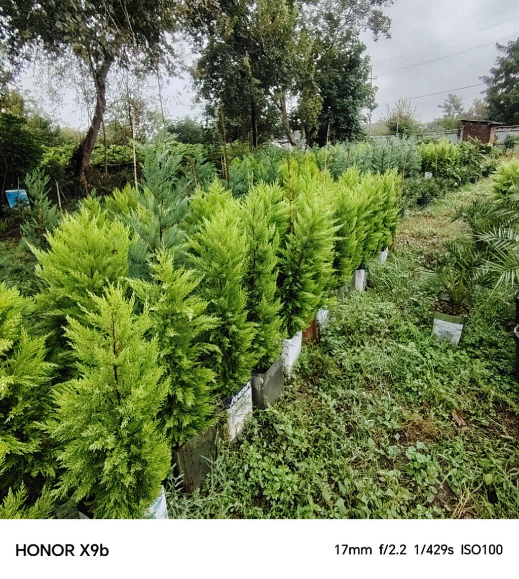 Thuja (Qızıl şam, leylandi tipli dekorativ iynəyarpaq) fidanları — Bitkilər, Astara (9)