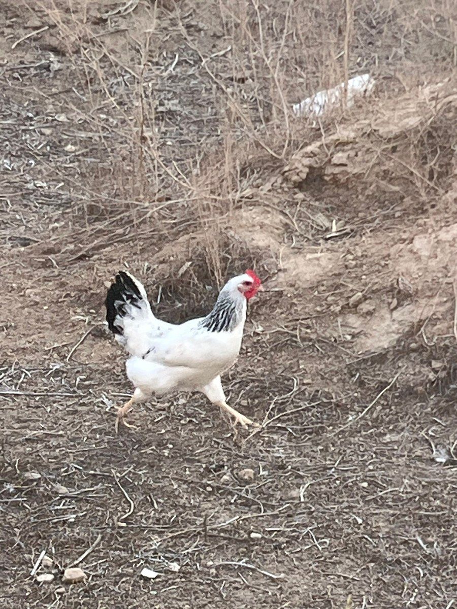 Yaponka xoruzu və toyuqları — Quşlar, Bakı