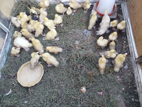 Lal ördək balası böyüklər 6 manat balacalar 4 manatdır — Gəncə