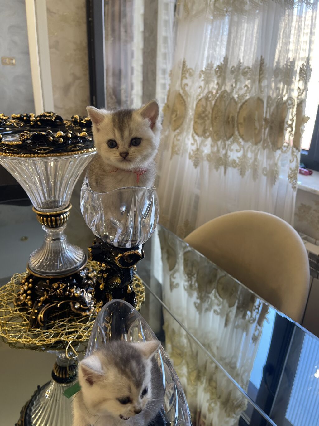 Britan — Pişiklər, Bakı (5)