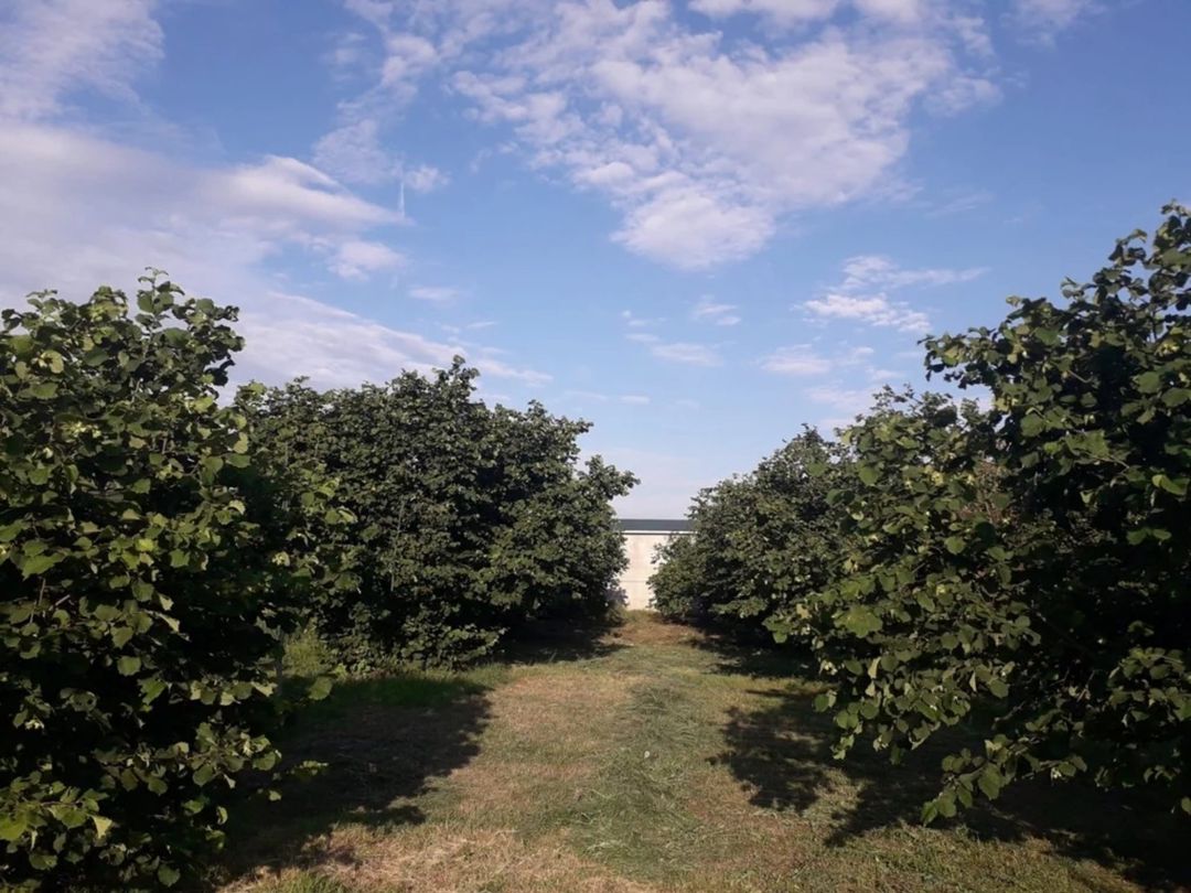 Satılır 3 otaqlı həyət evi/bağ evi 65 m² — Ev, villa, Qəbələ (8)