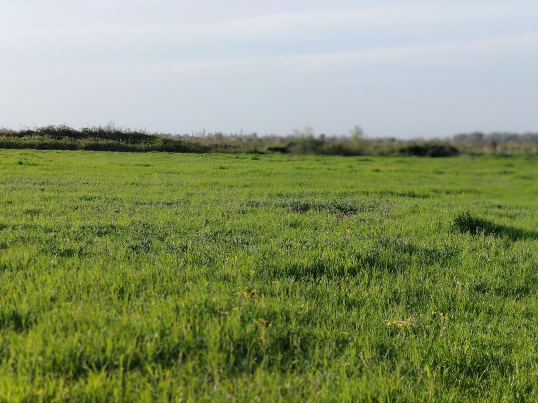 1400 sot torpaq sahəsi, Xaçmaz r — Torpaq, Xaçmaz (2)