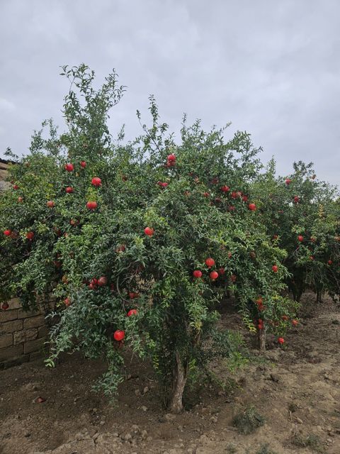 Nar — Bakı