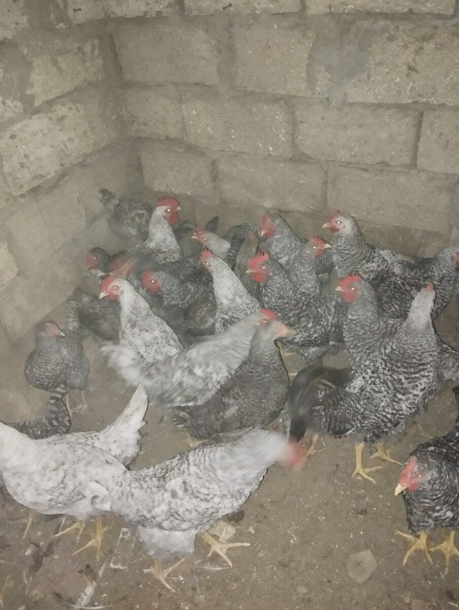 Xarkov cücələri — Quşlar, Bakı (2)