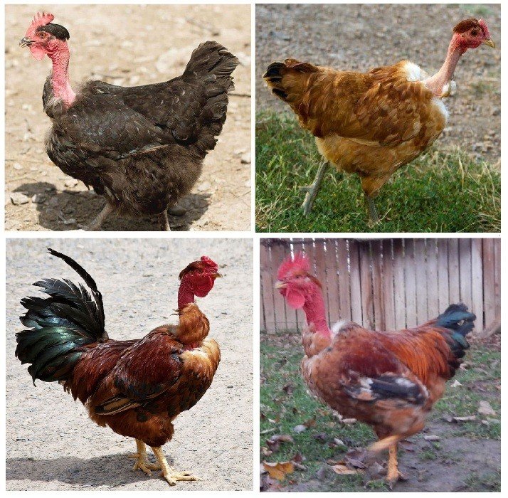 Yumurtlayan kənd toyuqları — Quşlar, Şirvan (3)
