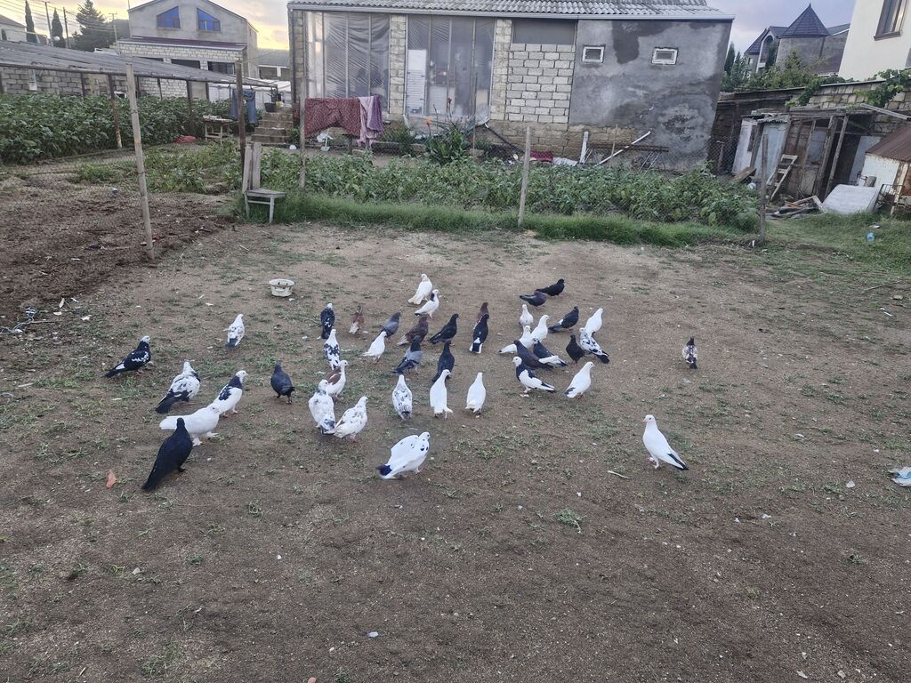 Goyerçinler satılır 40 denedi hoptum satılır — Göyərçin, Digah (3)