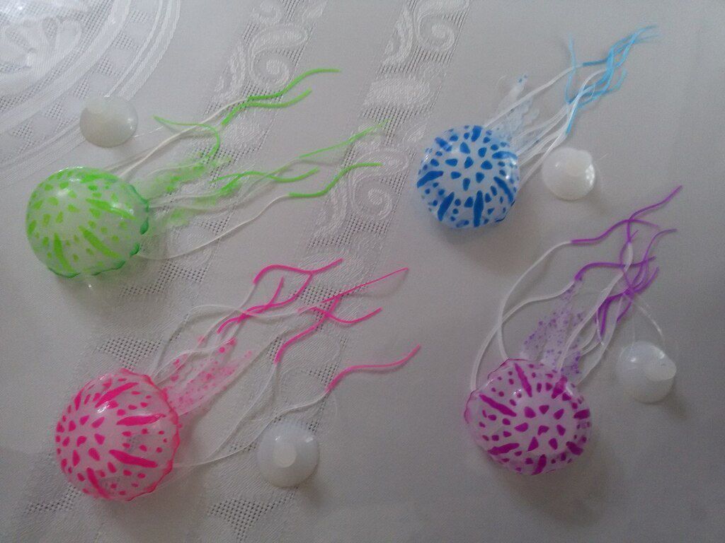 Meduza — Akvariumlar və balıqlar, Bakı (3)
